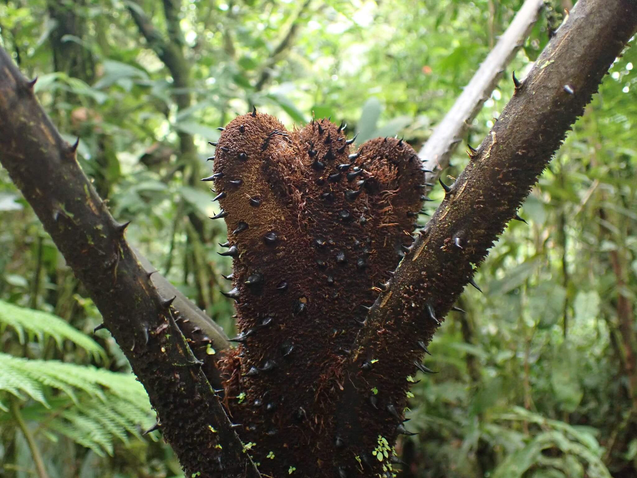 Alsophila firma